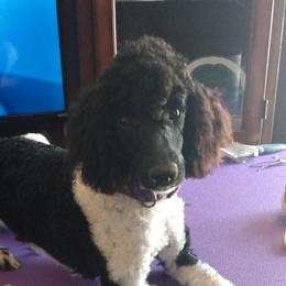 Piper - Poodle