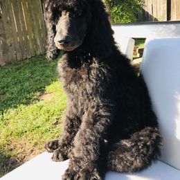 Poodle Puppies from Honeycutt Akc Standard Poodles
