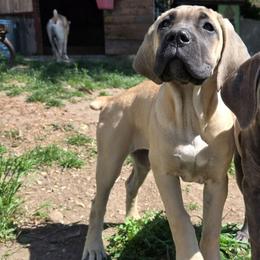 Yella - Fawn female Cane Corso puppy in Seattle, Washington from BOUDICAS CANE CORSO