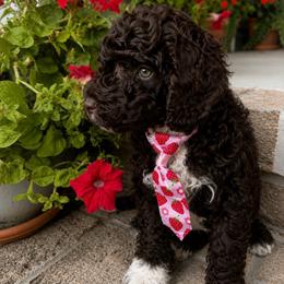 Ollie (Oleander) - Chocolate male Goldendoodle puppy in Camden, North Carolina from Oopsie Doodles of NC