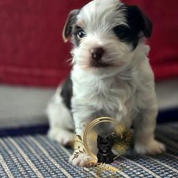 Casanova - Chocolate, tan and white male Yorkshire Terrier puppy in Old Fort, North Carolina from Tiffany’s Colorful Yorkies