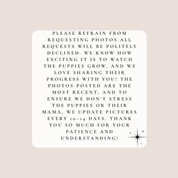 Red Female - White and red female Border Collie puppy in Okeechobee, Florida from Cowtown Corgis & Border Collies