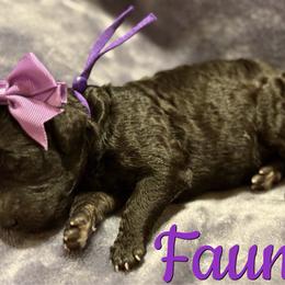 Fauna - Phantom female Poodle puppy in Independence, Kansas from Malone Standard Poodles