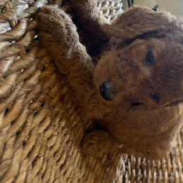 Poodle Puppies from Barren Bluff Kennels