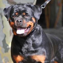 Inka - Rottweiler
