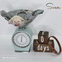 Sven - Light golden male Golden Retriever puppy in Carthage, Missouri from SDG Goldens