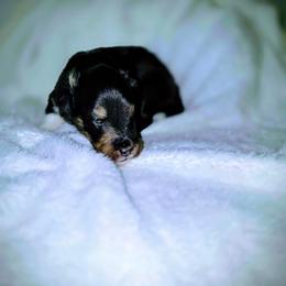 Tri Girl - Black white and tan female Shetland Sheepdog puppy in Lenox, Iowa from Crossroad shelties
