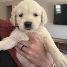 Purple Female - Light golden female Golden Retriever puppy in Waddell, Arizona from Sunshine Mountain Retrievers