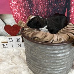 Aussiedoodle Puppies from Soap Creek Kennels