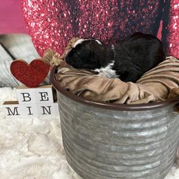 Aussiedoodle Puppies from Soap Creek Kennels