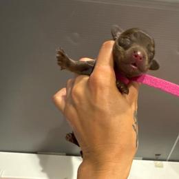 Magenta - Chocolate and tan female Dachshund puppy in Frederick, Colorado from Get Low Mini Dachshunds