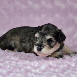 Mabel - Salt and pepper female Miniature Schnauzer puppy in Ely, Nevada from Great Basin Miniature Schnauzers