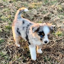 Toy Australian Shepherd Puppies from Kickapoo Creek Toy Aussies