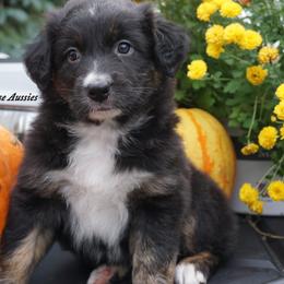 Bear - Black tri-color male Australian Shepherd puppy in Burbank, South Dakota from Dakota Rose Aussies