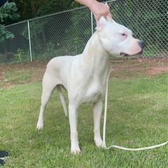 Cielo - White female Dogo Argentino puppy in Kings Mountain, North Carolina from Dogos Casa Monarca