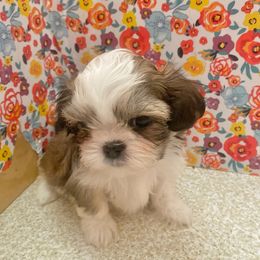 Shih Tzu Puppies from Trinity Shihtzu's So Calif