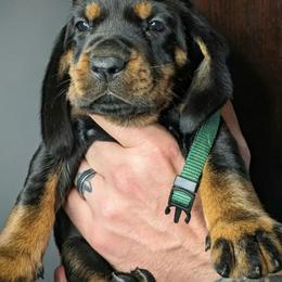 Green Girl - Black and tan female Black and Tan Coonhound puppy in Madisonville, Tennessee from Blackstone Valley Hounds