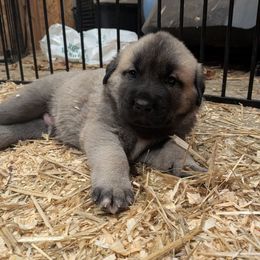 Red Boy - Gray fawn male Anatolian Shepherd Dog puppy in Jackson, New Jersey from Homestead Heaney