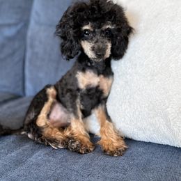 Emma - Poodle