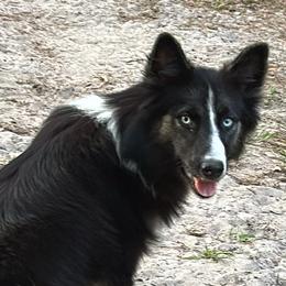 Siberian Huskies and Yakutian Laikas from For the Wise Siberian huskies