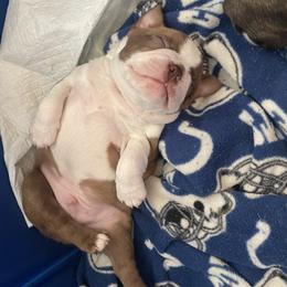 Boston Terrier Puppies from Bayshore Boston Terrier’s