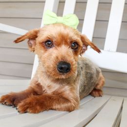 Bessie - Yorkshire Terrier