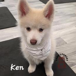 Ken - Chocolate male Pomsky puppy in Blaine, Minnesota from Yuna's Pomsky