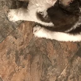 Poodle Puppies from 406 Poodles