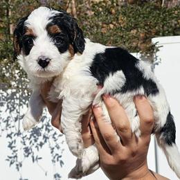 Lucky - Black and white male Bernedoodle puppy in Decatur, Georgia from So Adoodable