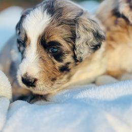 Koa - Blue merle male Aussiedoodle puppy in Hempstead, Texas from Young Gun Aussies