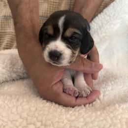 Beagle Puppies from Whitney Ranch Beagles