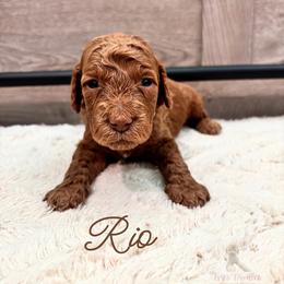 Rio - Red  male Goldendoodle puppy in Birmingham, Alabama from Ivy’s Doodles