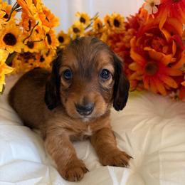 Barrett - Red male Dachshund puppy in Loganville, Georgia from Royal Dackel Haus