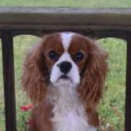 Comrad - Cavalier King Charles Spaniel