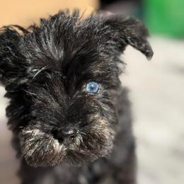 True (full TAIL, double blue eyes) - Black and silver female Miniature Schnauzer puppy in La Mirada, California from SchnauzersRus