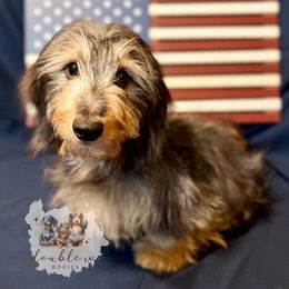 Skeeter - Dachshund