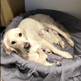 Girl 3 - Light golden female Golden Retriever puppy in Loveland, Colorado from Grateful Bernese & Gage's Goldens