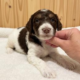 Zuko - Parti male Poodle puppy in Washington, Pennsylvania from Patriotic Poodles