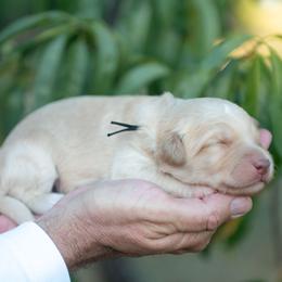 Sol - Gold male Bordoodle puppy in Conway, Missouri from 2J 2K Bordoodles