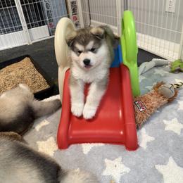 Alaskan Malamute Puppies from Alpenglow Alaskan Malamutes