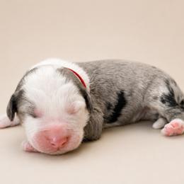 Red collar - Blue merle and white male Sheepadoodle puppy in Mesa, Arizona from Desert Sheepies and Doodles