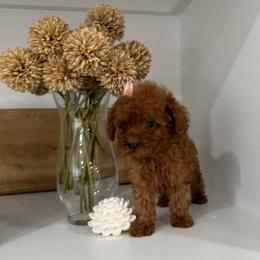 Rachel - Red  female Poodle puppy in Mint Hill, North Carolina from DoodleForever