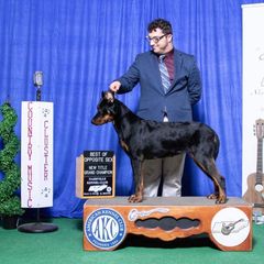 Riley - Beauceron
