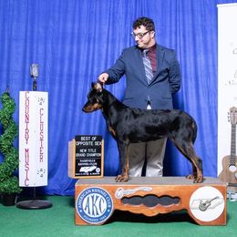 Riley - Beauceron