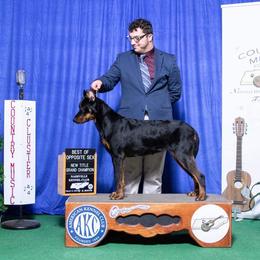 Riley - Beauceron