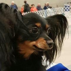 Russian Toys from Pinnacle Russian Toys