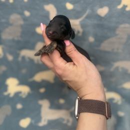Onyx - Brindle male Dachshund puppy in Oklahoma City, Oklahoma from Barrett’s Doxie Farm