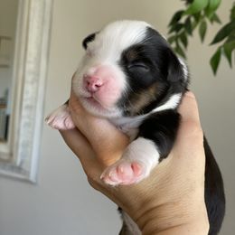 Aussiedoodle and Miniature Australian Shepherd Puppies from Go West Mini Aussies