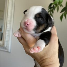 Aussiedoodle and Miniature Australian Shepherd Puppies from Go West Mini Aussies
