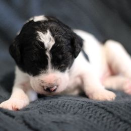 Goldendoodle Puppies from Moore Mini Goldendoodles to Love